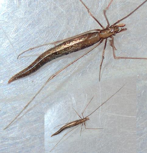 Réf. 266 300 : Rhomphaea rostrata